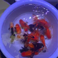 گلدفیش جوجه گلدفیش گرید بالا