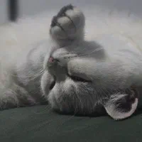 بریتیش سیلور