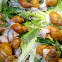 آلبینو|خزنده|بندرعباس, |دیوار