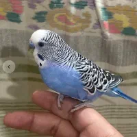 جفت مرغ عشق شرط مولد