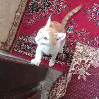واگذاری گربه