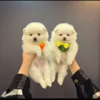 مجموعه توله های فانتزی|سگ|شیراز, صنایع الکترونیک|دیوار