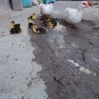 دوعدد اردک اسرائیلی ماده باجوجه
