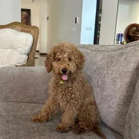 سگ پودل نر وارداتی واکسیناسیون کامل