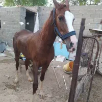 اسب عرب