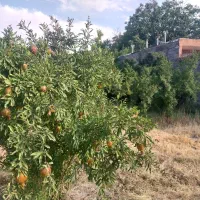 فروش باغ زیبا و ثمری در شهر فاروق