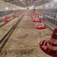 فروش مرغداری مجهز با کلیه امکانات