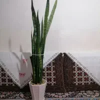 گل سانسوریا