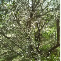 روستا پسندویه باغ با درختان ثمری و سهمیه آب|فروش زمین و ملک کلنگی|کوهبنان, |دیوار