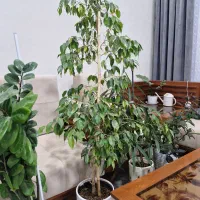 گل آپارتمانی|گل و گیاه طبیعی|فردوس (خراسان), |دیوار