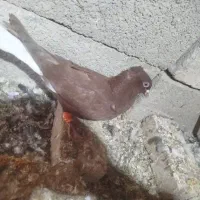 دم سفید|پرنده|بجنورد, |دیوار