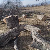 خریدار همه نوع درخت|خدمات باغبانی و درختکاری|مشگین شهر, |دیوار