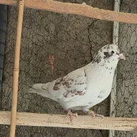 کفتر نر شمرونی اصیل