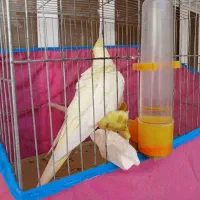 عروس هلندی ماده|پرنده|اهواز, اسلام آباد شرقی|دیوار