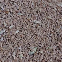 گندم بذری مخصوص زمین آبی