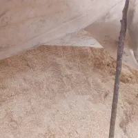 کاه گندم|خدمات باغبانی و درختکاری|انزل, |دیوار