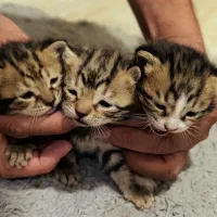 واگذاری بچه گربه