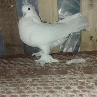 کبوتر  سفید  پر پا کلاهی