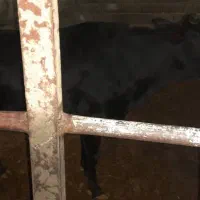 گاو و گوساله|حیوانات مزرعه|خفر, |دیوار