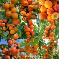 نصیری مناسب برای ارومیه