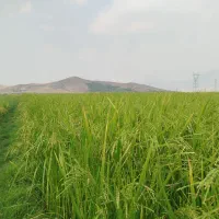 برنج محلی درجه یک