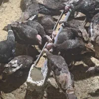 بوقلمون تخم گذار