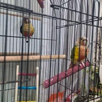 دوتا گرینچیگ رام و دستی با تمام وسایل