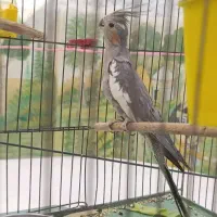 دو عدد عروس هلندی|پرنده|الیگودرز, |دیوار