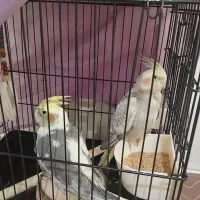 یک جفت عروس هلندی