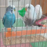 فروش مرغ عشق