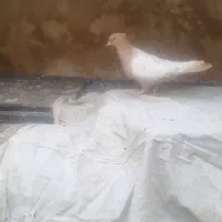 دسته کفتر همه سینه و طوقی