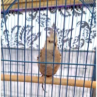 عروس هلندی نر