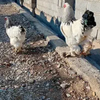 مرغ و خروس  برهما