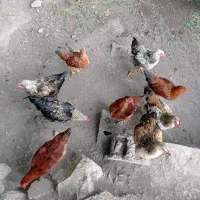 خروس بچع فروشی