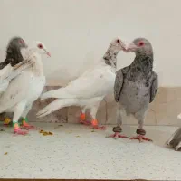 سار