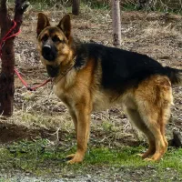 سگ ژرمن