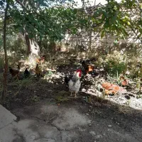 فروش مرغ و خروس