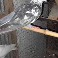 کبوترفروش یامعاوضه|پرنده|رشت, حومه رشت|دیوار