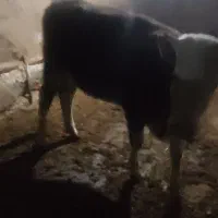 گوساله سیمینتال اصل جنس|حیوانات مزرعه|مهاجران, |دیوار