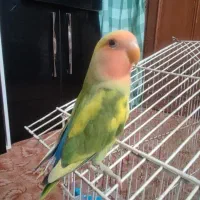 طوطی کوتله