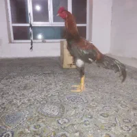 جوجه و خروس لاری ومرغ لاری