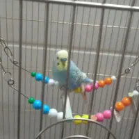 عروس هلندی ومرغ عشق|پرنده|تربت‌حیدریه, شهرک ولیعصر|دیوار