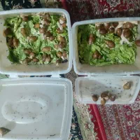 حلزونهای افریقایی آچاتینا مولد و پیش مولد|خزنده|کرج, پیشاهنگی|دیوار