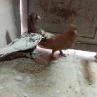 سینه تافته ای و زرد دم سفید|پرنده|شیراز, کوزه گری|دیوار