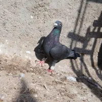 کبوتر|پرنده|خرمشهر, |دیوار