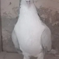 کبوتر نر گچی بومی  یلایی