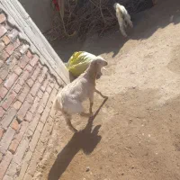 گوسفند|حیوانات مزرعه|ریگان, |دیوار