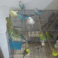 پرنده مرغ عشق