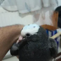 کفتر شازده اصل