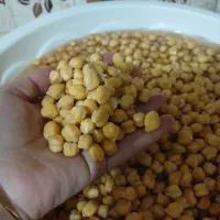 خمیر فلافل با نخود درجه ۱